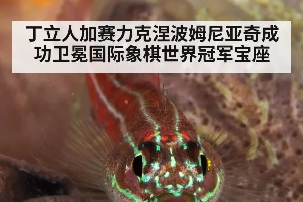 丁立人加赛力克涅波姆尼亚奇成功卫冕国际象棋世界冠军宝座